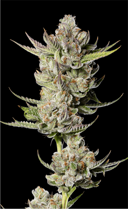 CARIBBEAN COOKIES – Clone Guy