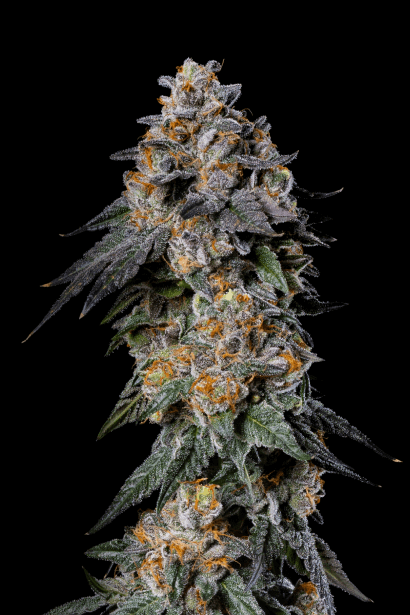 GELATO 41 – Clone Guy